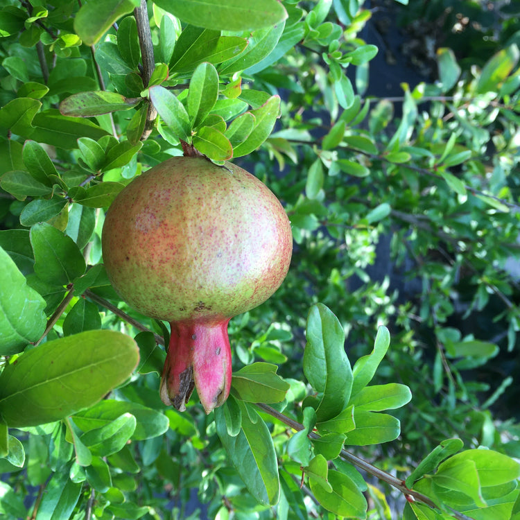 Pomegranate 'Crimson Sky' - young plants