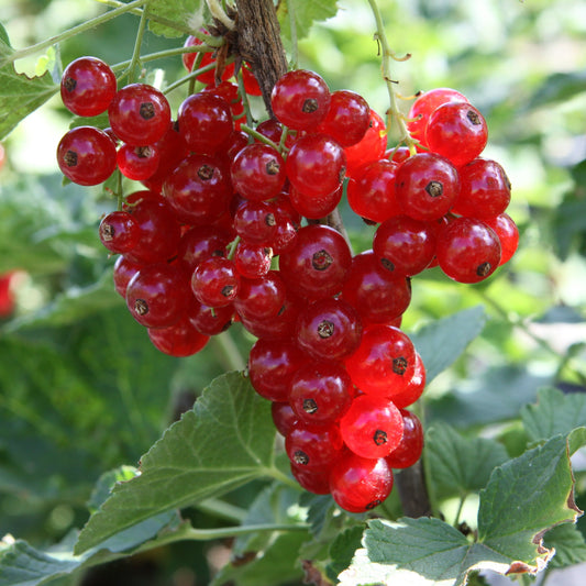 Redcurrant Ribest® 'Babette'® young plants