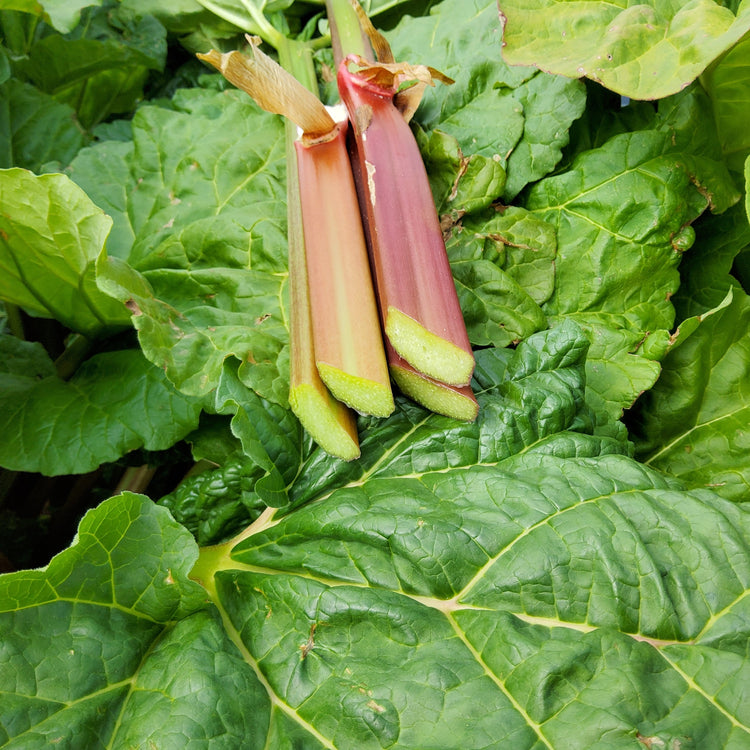 Rhubarb Everbarber® 'Cropstar®' young plants