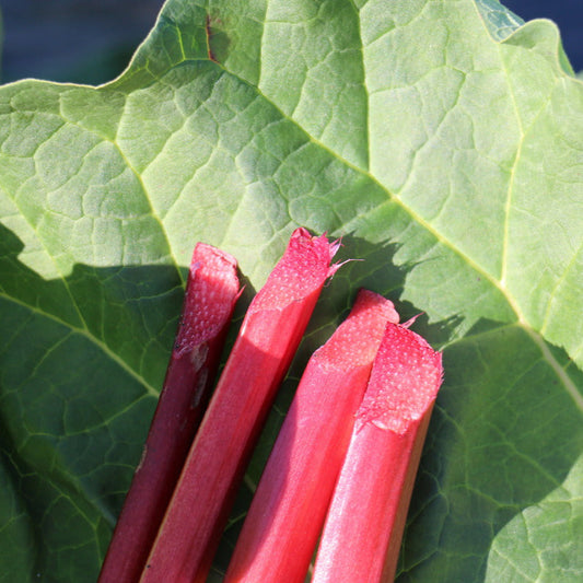 Rhubarb 'Canada Red' young plants