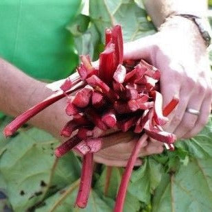 Rhubarb Springbarber® 'Redbarber®' young plants