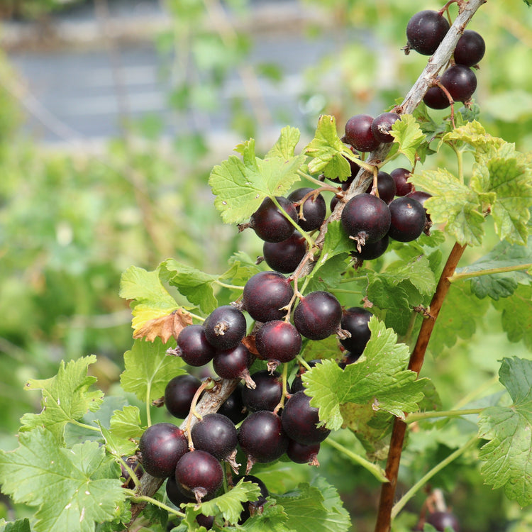 Jostabeere Confi®Beere Jodeli® - Jungpflanzen