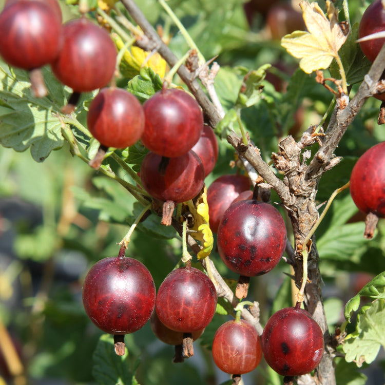 Stachelbeere Crispa® Darling®-Jungpflanzen