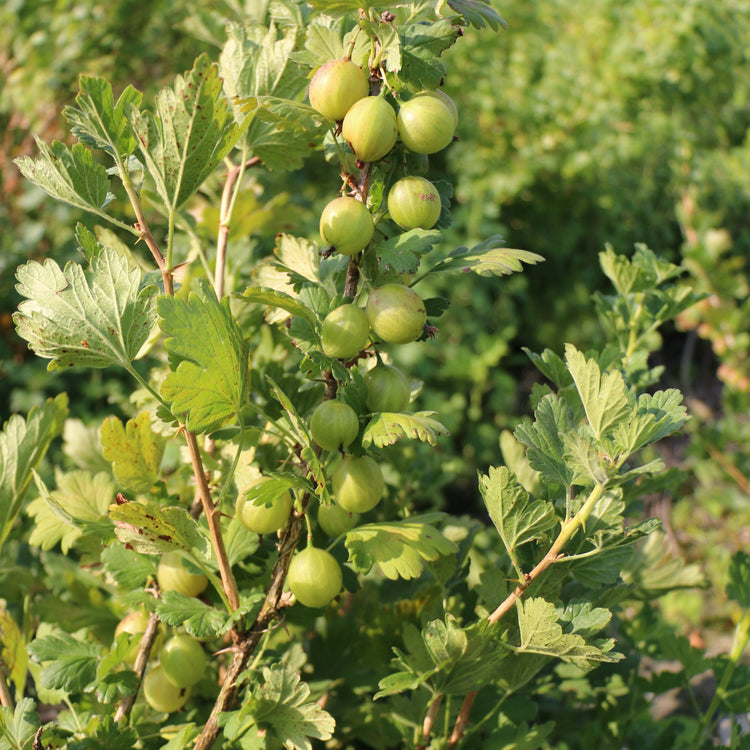 Stachelbeere Crispa® Greenling®-Jungpflanzen