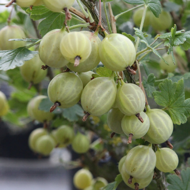 Gooseberry Easycrisp® Lady Sun® young plants