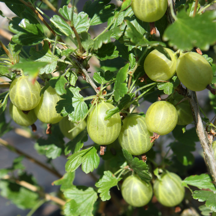 Stachelbeere Hinnonmaki yellow-Jungpflanzen