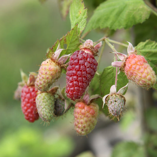 Brombeer-Hybride 'Thornless Loganberry'-Jungpflanzen