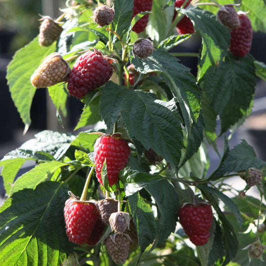 Raspberry Primeberry® 'Autumn Belle®' young plants