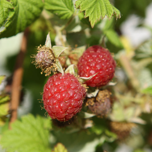 Raspberry 'Schoenemann' - young plant