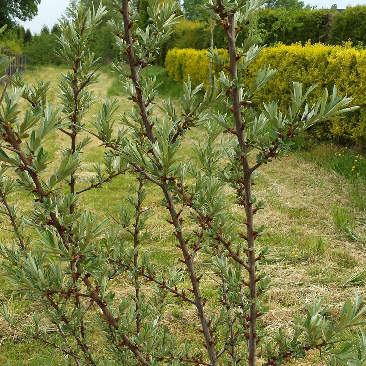 Sea Buckthorn 'Pollmix 2' young plants