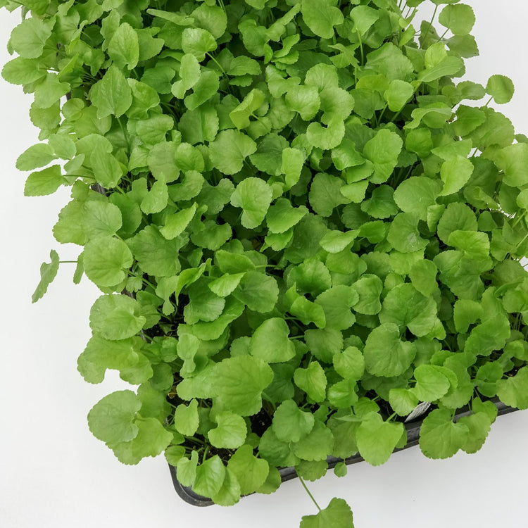 Zuckerwurzel-Jungpflanzen