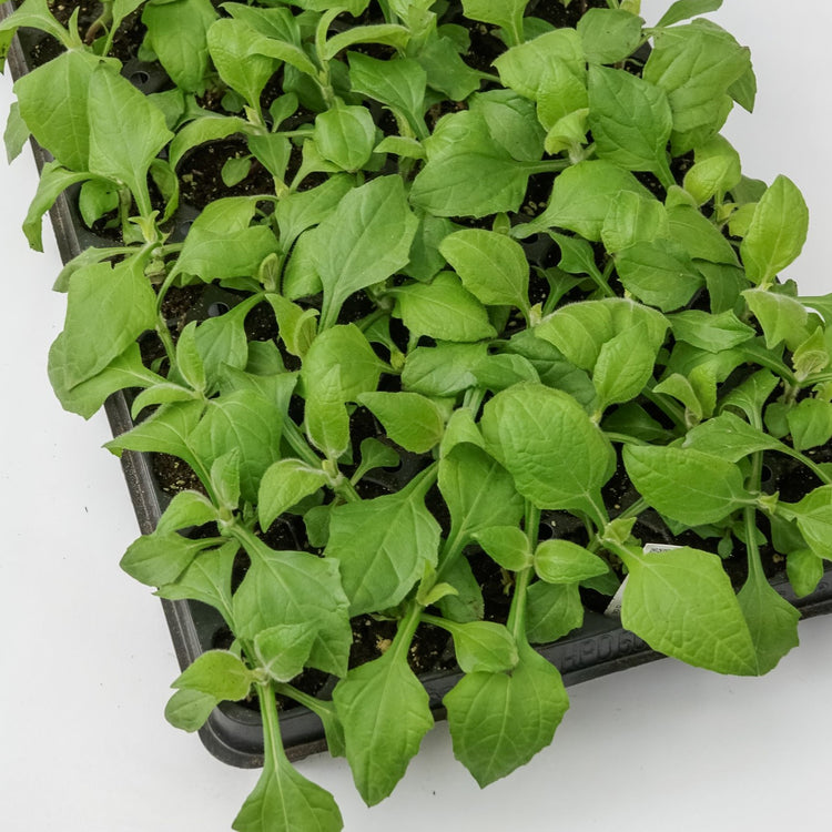 Yacon red young plants