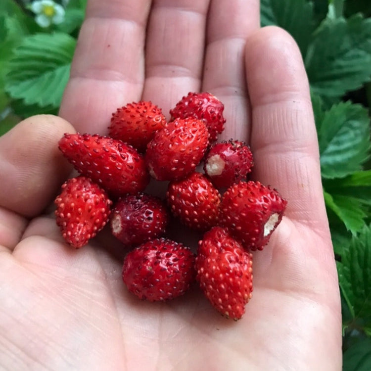 Strawberry Monthly strawberry 'Alexandria' young plants