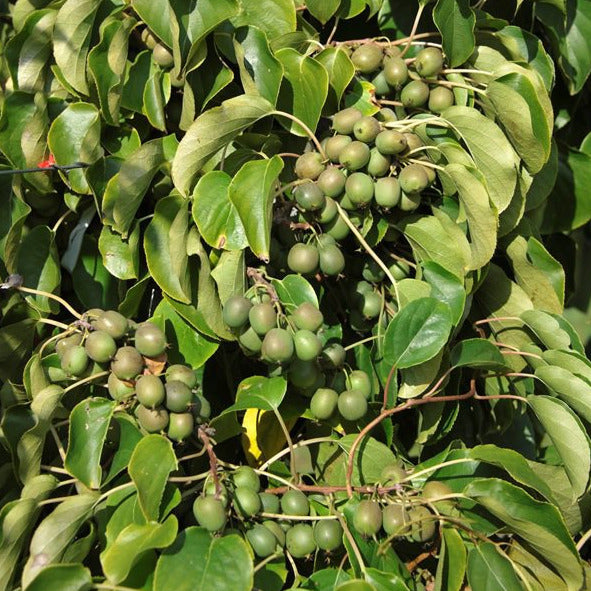 Kiwiberry® Fresh Jumbo