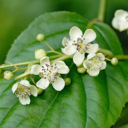 KiwiBerry® Prince Jumbo