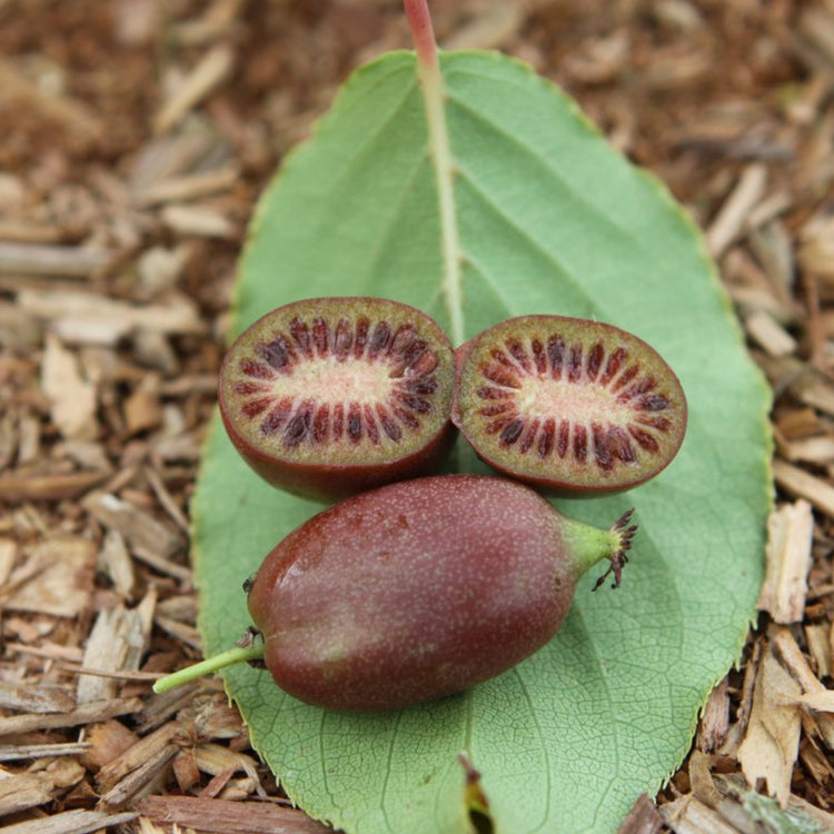 KiwiBerry® Red Jumbo
