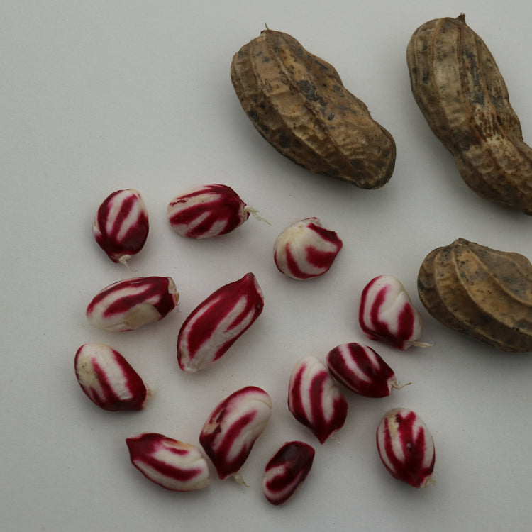 Peanut 'JustBehappy'® young plants