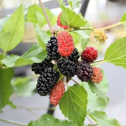 Mulberry 'Mojo Berry'® - young plants