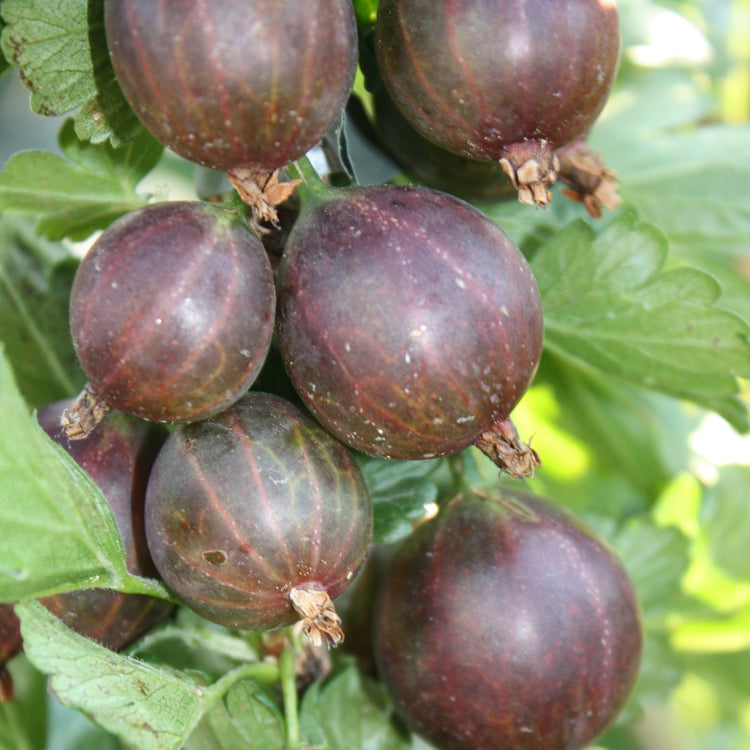 Gooseberry Easycrisp® Lady Late® young plants