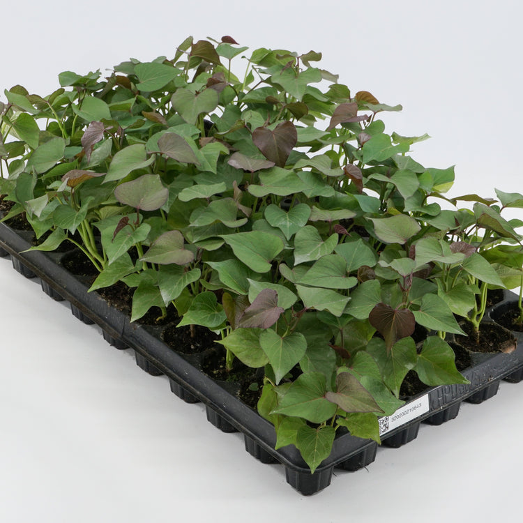 Sweet Potato Sugaroot® 'Yellow' Young Plant