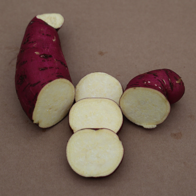 Sweet Potato Sugaroot® 'White' Young Plants