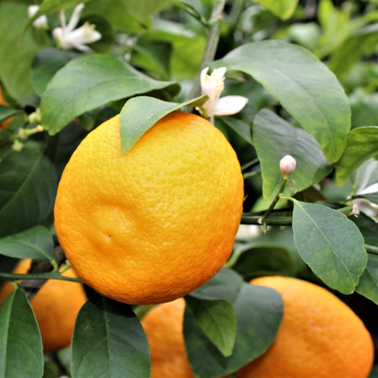 Citrobella® Volkamer lemon young plants