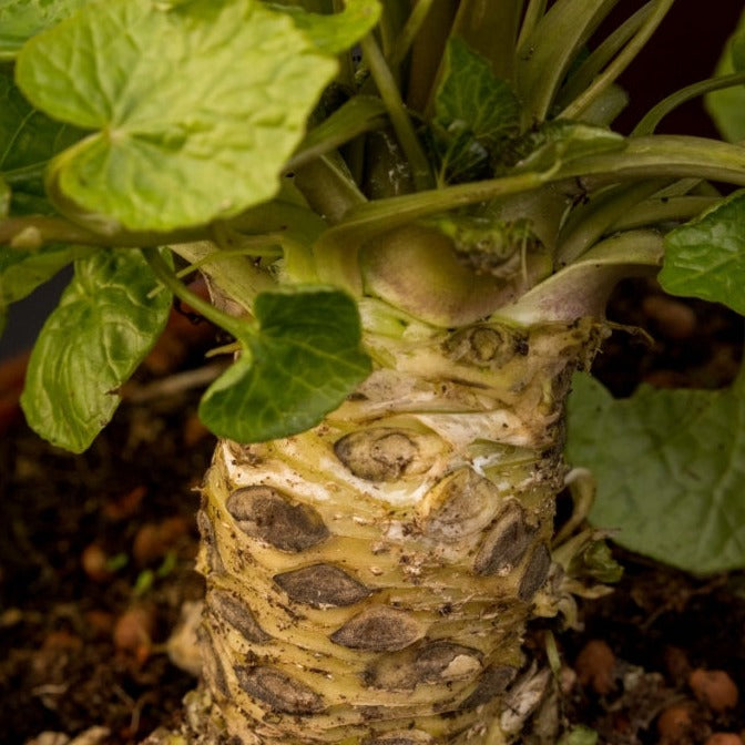 Wasabi 'Matsum'-Jungpflanzen