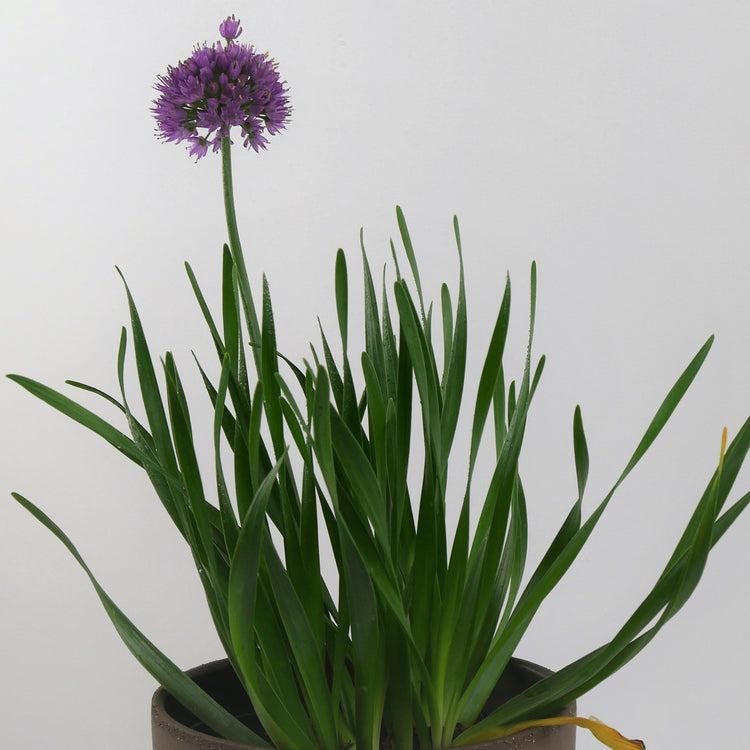 Aging chive - young plants