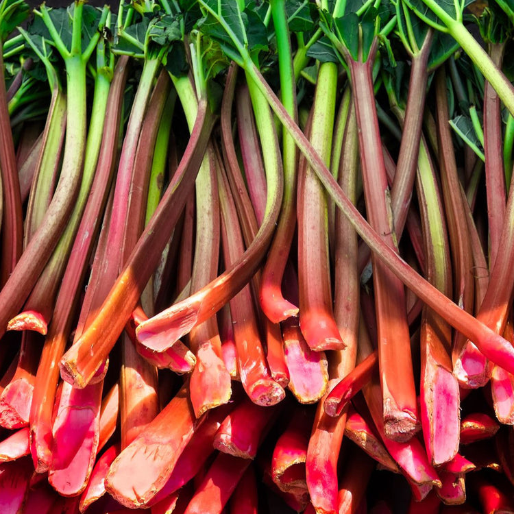 Rhabarber 'Fultons Strawberry Surprise'-Jungpflanzen