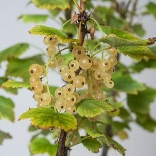 Currant 'White Versailler' young plants
