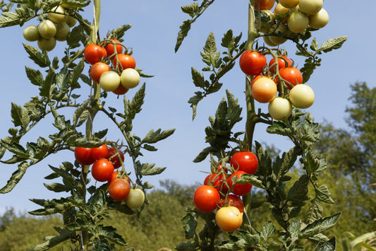 Open Sky® Tomato Young Plants