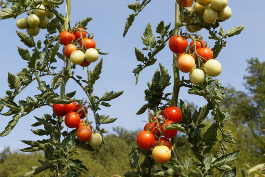 Open Sky® Tomaten Jungpflanzen