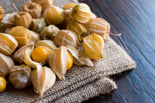 Physalis Young Plants