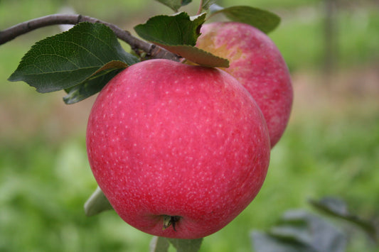 Paradis®/Bionda Apple Tree Young Plants