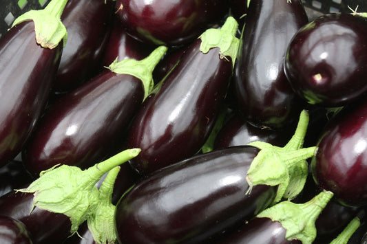 Eggplant Young Plants