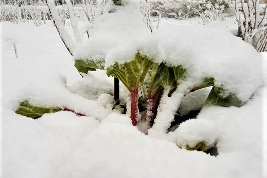 Rhubarb 'Canada Red' young plants