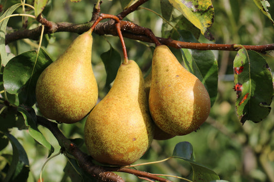 Birnenbaum Jungpflanzen