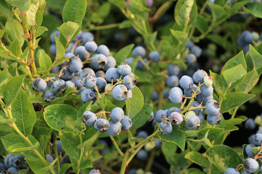 Blueberry Young Plants