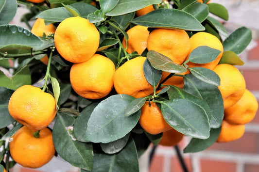 Citrus Young Plants