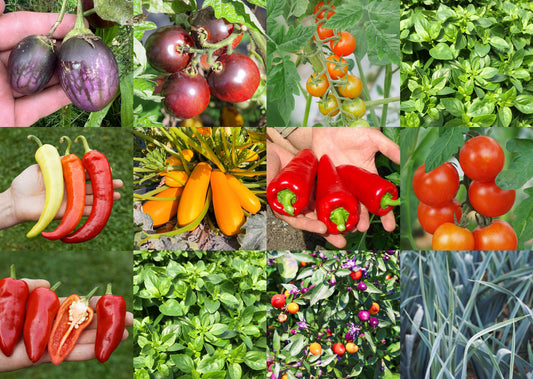 OpenSky® Freilandpaprika Jungpflanzen