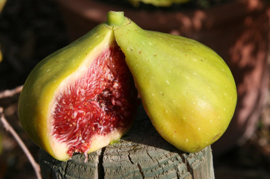 Twotimer® Fig Young Plants