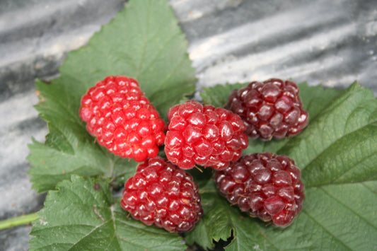 Rubus-Hybriden Jungpflanzen