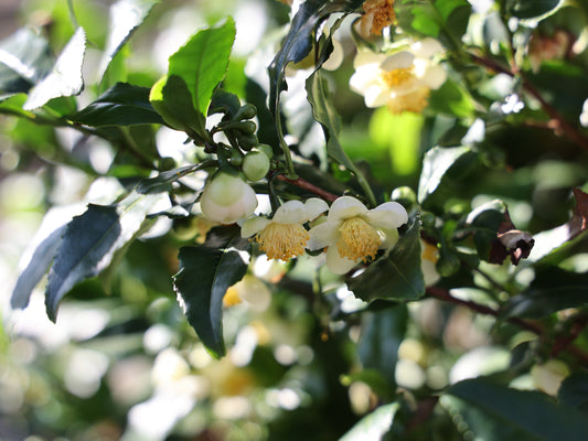 Fresh-T® - Real Tea Young Plants