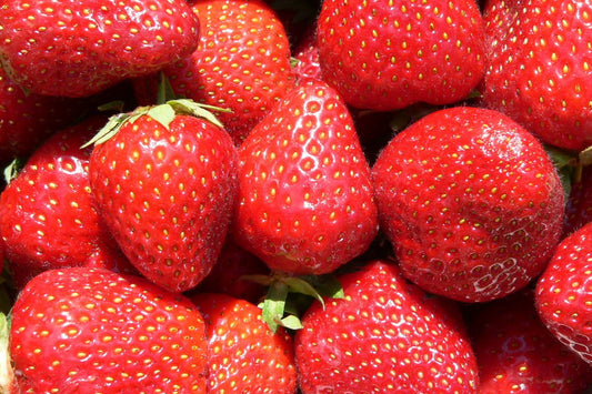 Einmaltragende Erdbeeren Jungpflanzen