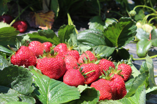 Gartenerdbeeren Jungpflanzen