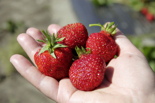 Dauertragende Erdbeeren Jungpflanzen