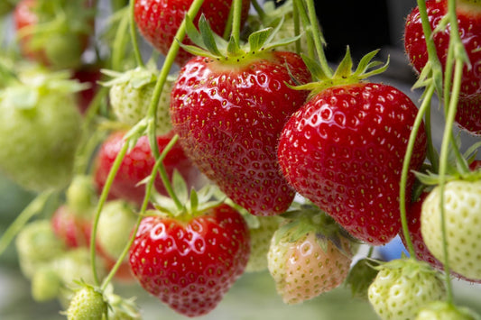 Erdbeeren Jungpflanzen