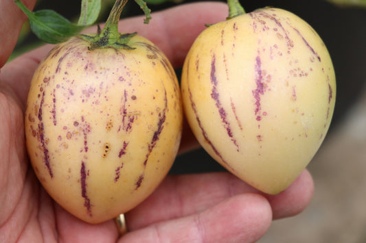 Annual Vegetable Young Plants