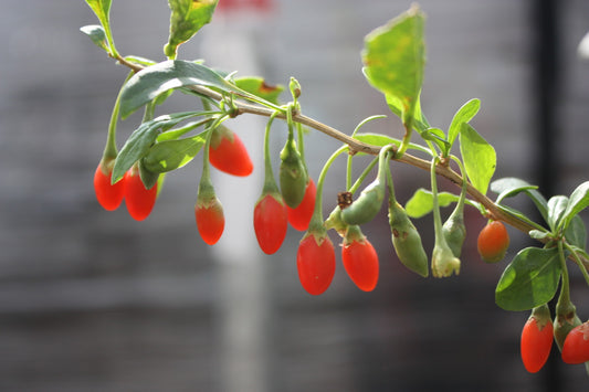 Goji Young Plants