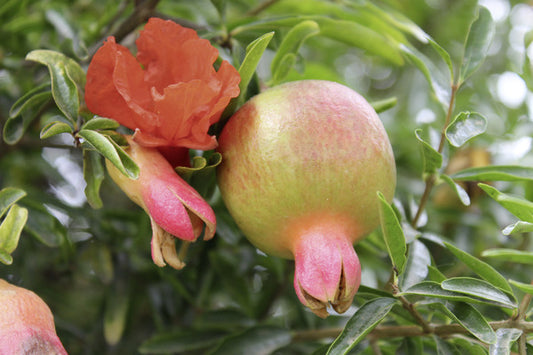 Pomegranate Young Plants